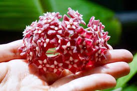 Hoya Seeds Potted Seed Hoya Carnosa Flower Seed Garden Plants 40 Seeds