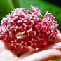 Hoya Seeds Potted Seed Hoya Carnosa Flower Seed Garden Plants 40 Seeds