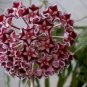 Hoya Seeds Potted Seed Hoya Carnosa Flower Seed Garden Plants 40 Seeds