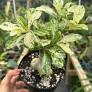 Desert Rose Scarce Grafted Variegated Leaves Petals Potted 2 Seeds