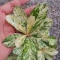 Desert Rose Scarce Grafted Variegated Leaves Petals Potted 2 Seeds