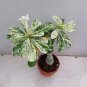 Desert Rose Scarce Grafted Variegated Leaves Petals Potted 2 Seeds