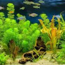 Aquarium Grass Seeds Aquatic Fish Tank Decor Water Plants 2000 Seeds