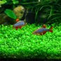 Aquarium Grass Seeds Aquatic Fish Tank Decor Water Plants 2000 Seeds