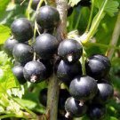 Gooseberry Seeds Physalis Peruviana Fruit Bonsai Cape Gooseberry Lantern 200 Seeds