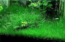 Aquarium Plant Aquarium Water Seed Easy Growing Plant Grass 200 Seeds