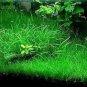 Aquarium Plant Aquarium Water Seed Easy Growing Plant Grass 200 Seeds