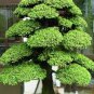 Japanese Cedar Tree Bonsai Resistant 200 Seeds