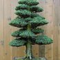 Japanese Cedar Tree Bonsai Resistant 200 Seeds