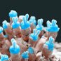 Mini Blue Succlent Seed Monilaria Obconica Rabbit Living Lithops Flowers 200 Seeds