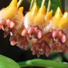 Hoya Praetorii, Golden 200 Seeds
