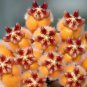 Hoya Praetorii, Golden 200 Seeds