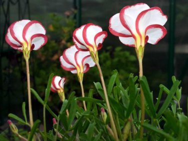 Oxalis Versicolor Candy Cane Sorrel Seed Rare Flowers 200 Seeds