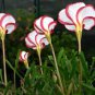 Oxalis Versicolor Candy Cane Sorrel Seed Rare Flowers 200 Seeds