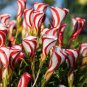 Oxalis Versicolor Candy Cane Sorrel Seed Rare Flowers 200 Seeds