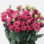 Eustoma, Rose Red 400 Seeds