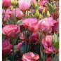 Eustoma, Rose Red 400 Seeds
