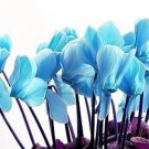 Cyclamen Flower,Beautiful Seed Flower Flores 200 Seeds