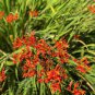 Crocosmia aurea 200 Seeds