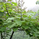 Paulownia elongata New Forest Tree 1000 Seeds