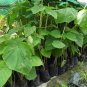Paulownia elongata New Forest Tree 1000 Seeds
