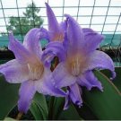 Hippeastrum Bulbs Seeed Amaryllis Barbados Lily 200 Seeds