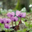 Multiple Color Cyclamen Seed, Cyclamen Flower 240 Seeds