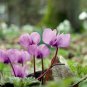 Multiple Color Cyclamen Seed, Cyclamen Flower 240 Seeds