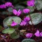 Multiple Color Cyclamen Seed, Cyclamen Flower 240 Seeds