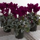 Purplish Red Cyclamen Flower Seeds Perennial Flowering Bonsai Plants 100 Seeds