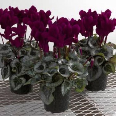 Purplish Red Cyclamen Flower Seeds Perennial Flowering Bonsai Plants 100 Seeds