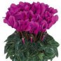 Purplish Red Cyclamen Flower Seeds Perennial Flowering Bonsai Plants 100 Seeds