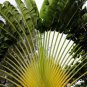 Traveller's-tree Seeds Ravenala madagascariensis Tropical Ornamental 20 Seeds