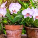Orchid Seeds White Double Flowers with Deep Red Tongue Home Indoor Bonsai Plant 200 Seeds