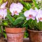 Orchid Seeds White Double Flowers with Deep Red Tongue Home Indoor Bonsai Plant 200 Seeds