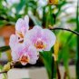 Orchid Seeds White Double Flowers with Deep Red Tongue Home Indoor Bonsai Plant 200 Seeds