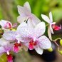 Orchid Seeds White Double Flowers with Deep Red Tongue Home Indoor Bonsai Plant 200 Seeds