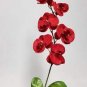 Phalaenopsis Orchid Seeds Dark Red Flowers 200 Seeds