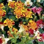 Mixed 4 Colors Orchid Seeds Yellowish Pink & Yellow Red & Dark Red & Purple Tiger 200 Seeds