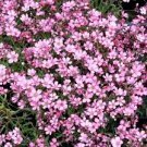 Pink Gypsophila Paniculata Seeds Baby's Breath Graceful Flowers 200 Seeds