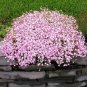 Pink Gypsophila Paniculata Seeds Baby's Breath Graceful Flowers 200 Seeds