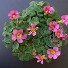Oxalis Obtusa Bulb Pink Flowers with Yellow Centre Perennial Flowers 2 Seeds