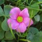 Oxalis Obtusa Bulb Pink Flowers with Yellow Centre Perennial Flowers 2 Seeds