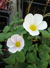 Oxalis Oxalis &acirc;��White Hibiscus&acirc;�� Bulb White Flowers with Yellow Centre (Small Bulb) 2 Seeds