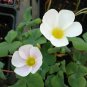 Oxalis Oxalis &acirc;��White Hibiscus&acirc;�� Bulb White Flowers with Yellow Centre (Small Bulb) 2 Seeds