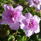 Oxalis nidulans 'Pompom' Bulb Double Purple Flowers 2 Seeds