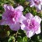 Oxalis nidulans 'Pompom' Bulb Double Purple Flowers 2 Seeds