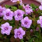 Oxalis nidulans 'Pompom' Bulb Double Purple Flowers 2 Seeds
