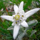 Genuine Edelweiss Seeds The Plant of High Mountain of New Zealand 40 Seeds