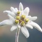 Genuine Edelweiss Seeds The Plant of High Mountain of New Zealand 40 Seeds